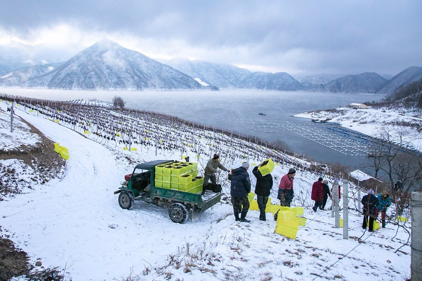 �ڱ���ѩ�����ջ�����ѡ���������