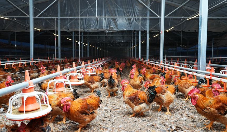 ���������⼦����ʤǿ��