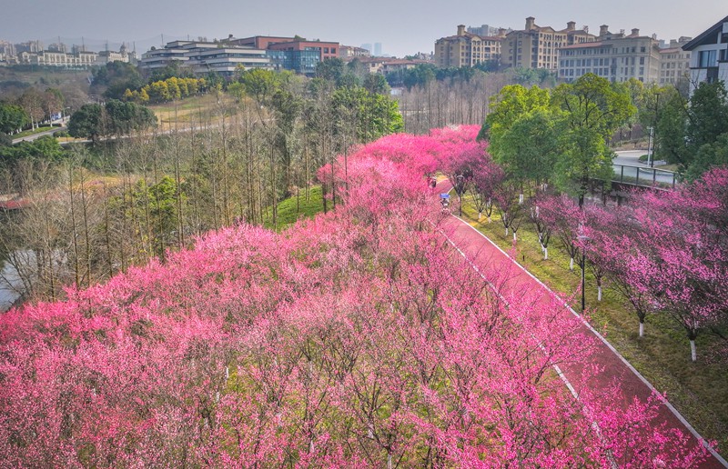 1��27�գ���������������չ��԰���������ں�÷����������Ӱ�����˻���Ƭ������ϯ���� ���� ��