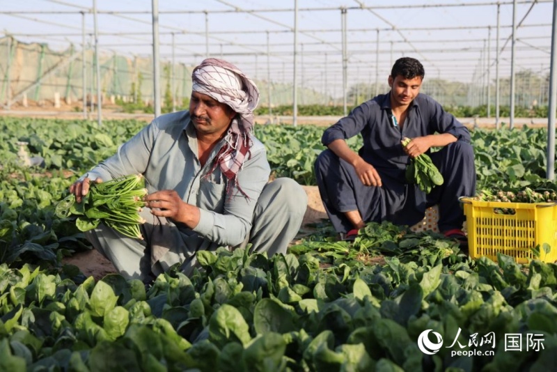 ũ���������ڲ�ժ���ˣ�������������־����