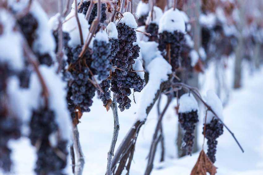 Ѽ�̽��ӹȵ��������������Ŵ������ϡ���������