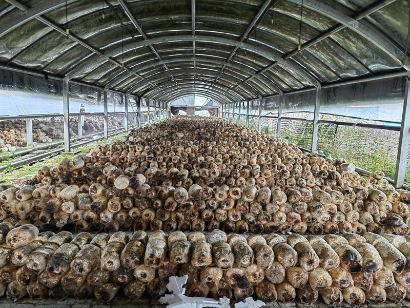 ʳ�þ����