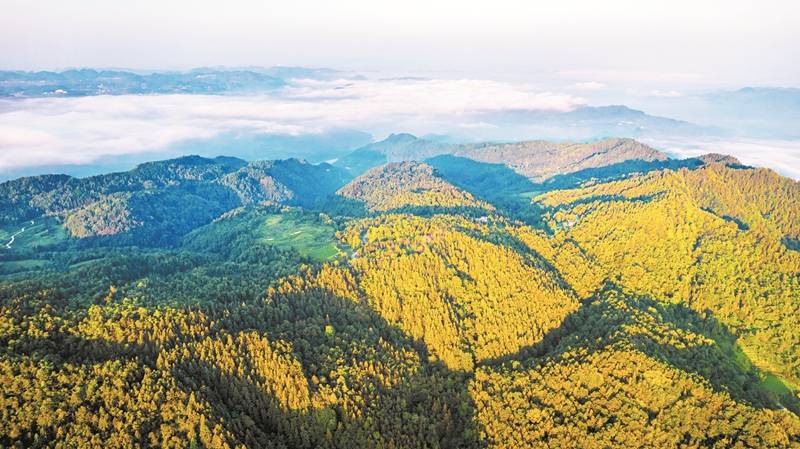 ǭ���н����ɳ������ҵ̼����أ�ʷ����  �㣩