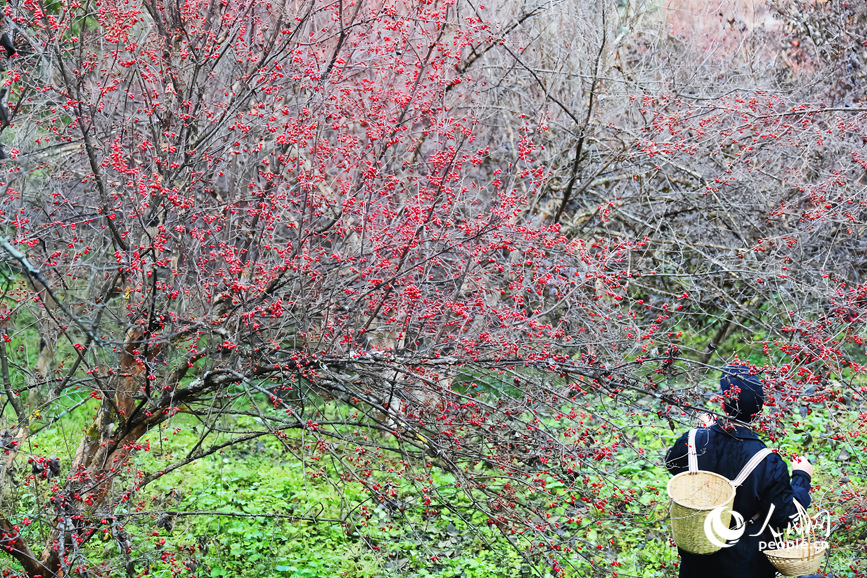 ɽ���ǹ���֦ͷ������������ ����ƽ��