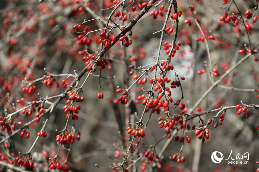 �����ɽ���ǡ����������� ����ƽ��