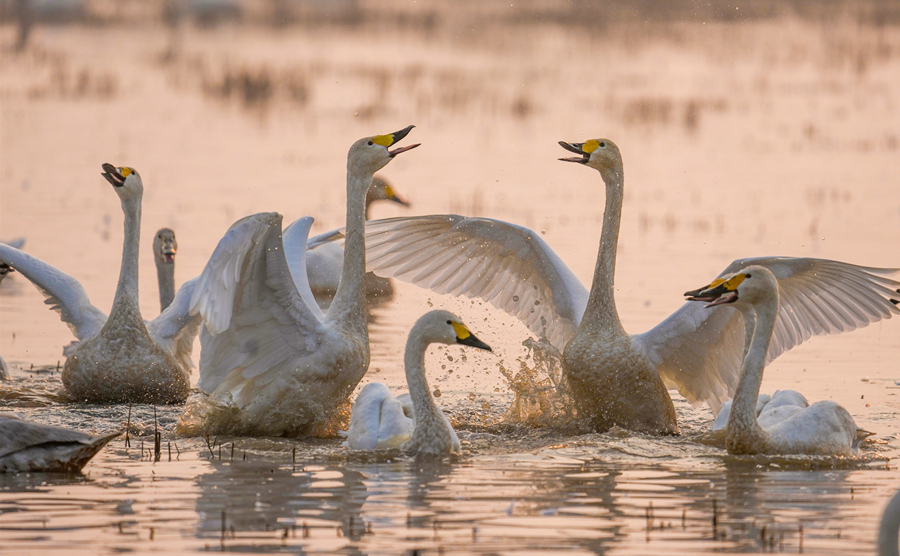 越冬候鸟在湿地栖息。宋政军摄