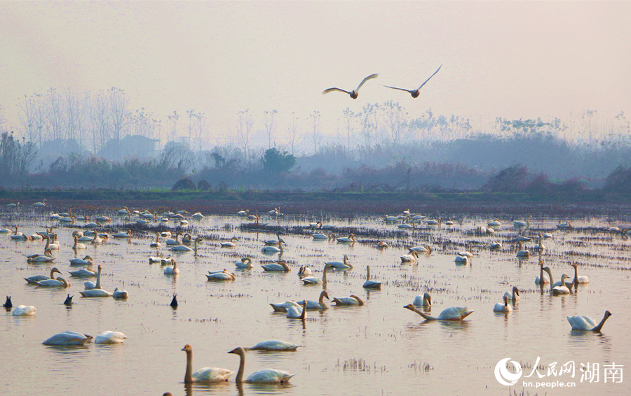岳阳东古湖候鸟翔集。人民网记者 刘宾摄