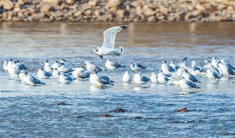 �ƺ����ݶκ��ĵ�����Ϸ�ĺ���Ÿ�� �¸��ࡤ�����ձ����� ���ֿ�