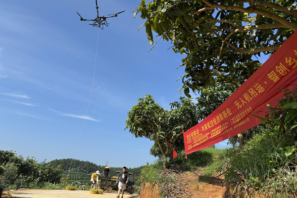 在田东芒果种植基地里,无人机正吊运物资穿梭于果树间。黄怡冰摄