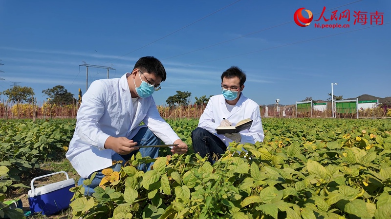 �����Ŷ������ֻ��ز��������������� �Ϸ�ʢ��