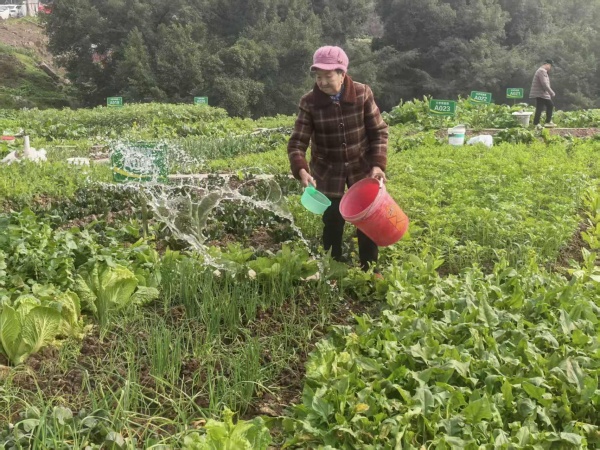 居民给菜地浇水。蒋海涛摄