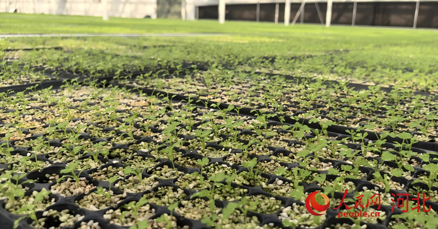 һ�����۲����������ŷ�����ɫ���紲�ϡ����������� ��ͯ��