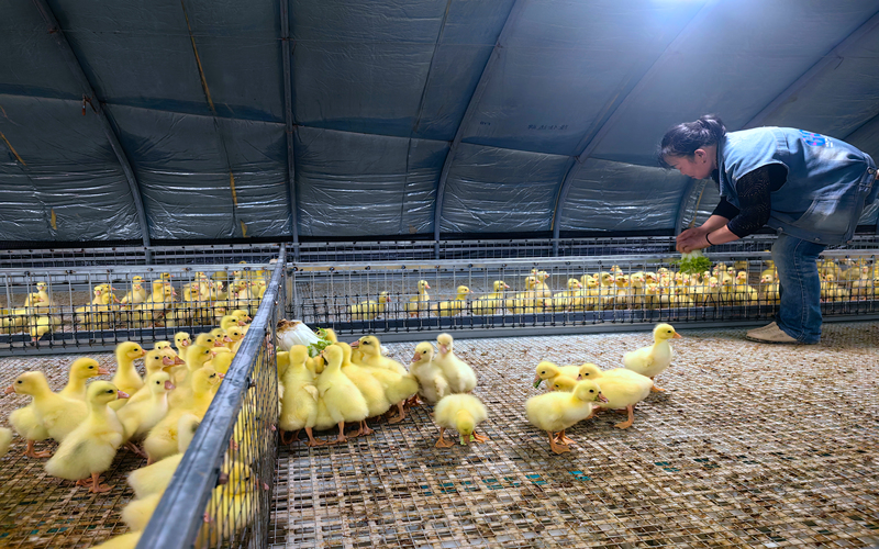 扬州援疆工作组在新源县建起标准化养殖设施。郭义富摄