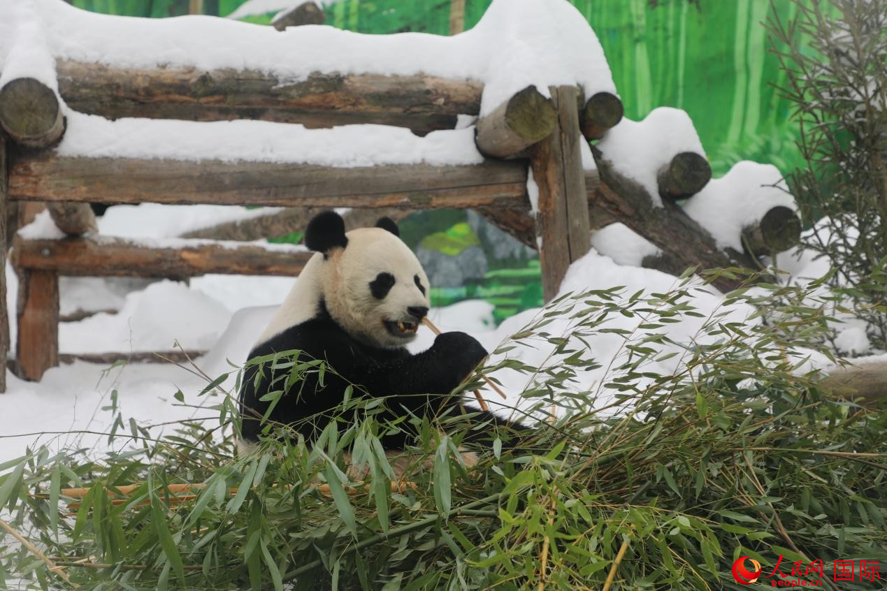 ����è�����⡱��������԰��׼�������ӡ����������� Ф������