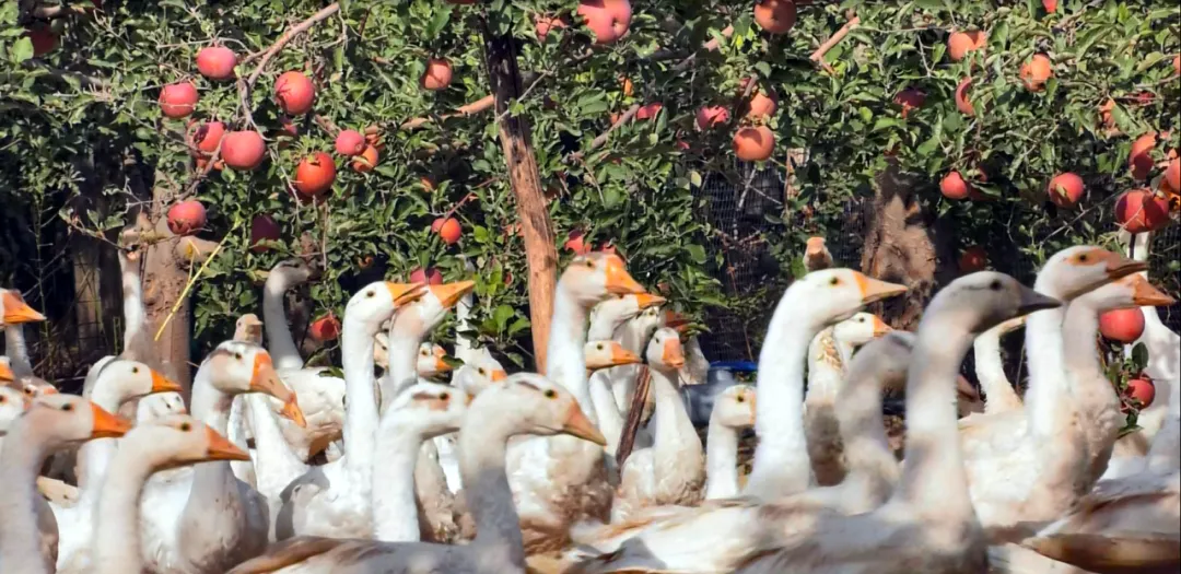 新疆新源县喀拉布拉镇苹果园里林下养殖的扬州三花鹅。受访者供图