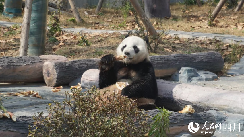 ����è���������ڳ����ӡ�ʵϰ�� ����Ȼ��