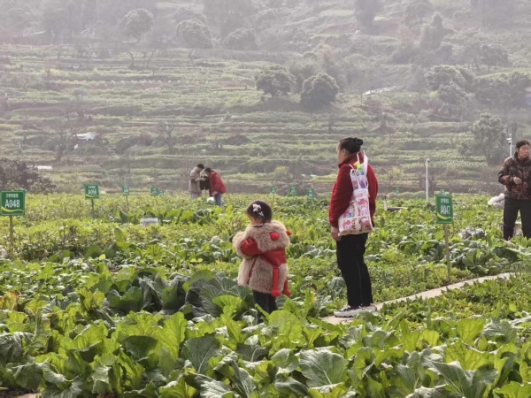 菜园也成为周边居民散步的“公园”。蒋海涛摄