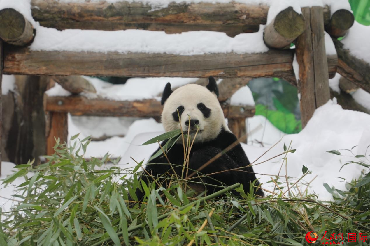 ����è�����⡱��������԰��׼�������ӡ����������� Ф������