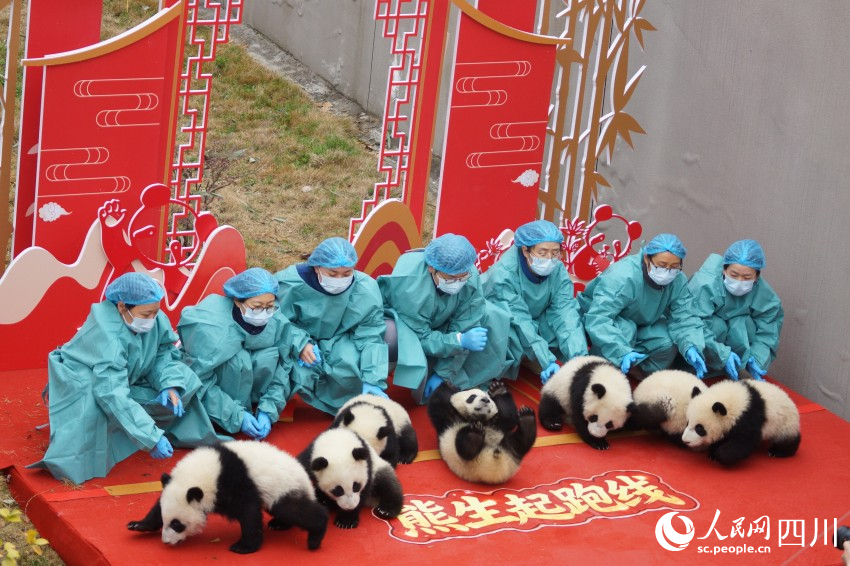 看,有大熊猫滚在了起跑线上。人民网 罗昱摄