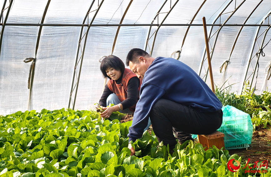 �½����ŷ��ķ����߲˴���ժ�ˡ����������� ��һ����