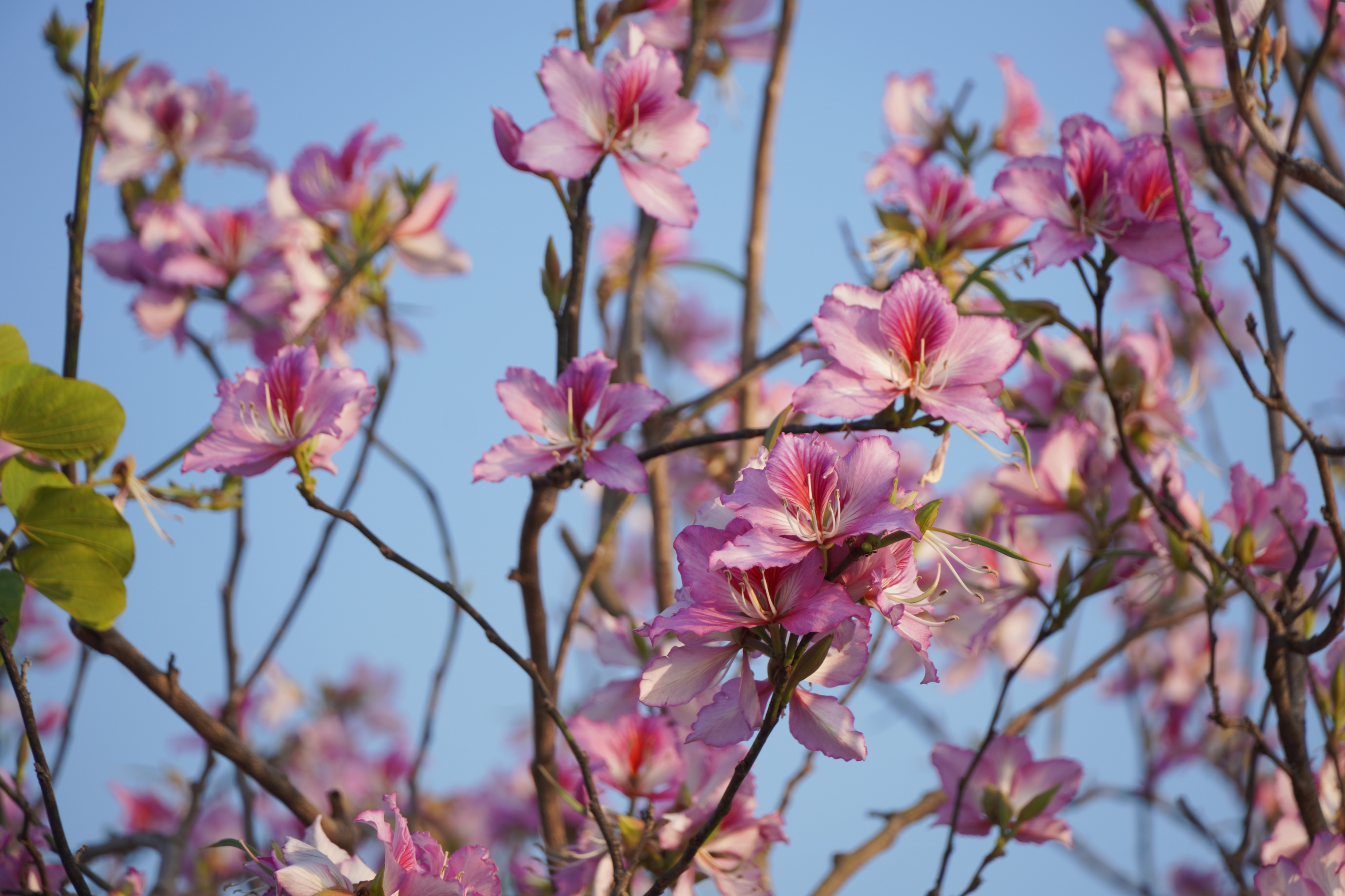 ���ݺ���ʪ�أ������Ͼ�ʢ�š����������� ���ŵ���