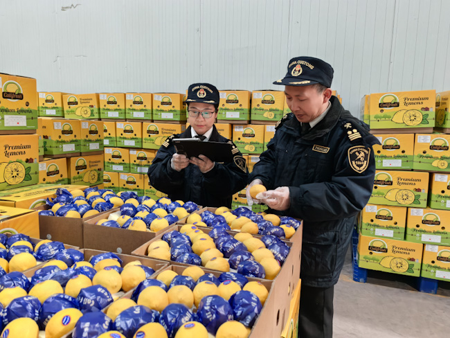 成都海关所属内江海关关员对出口柠檬开展属地查检。成都海关供图