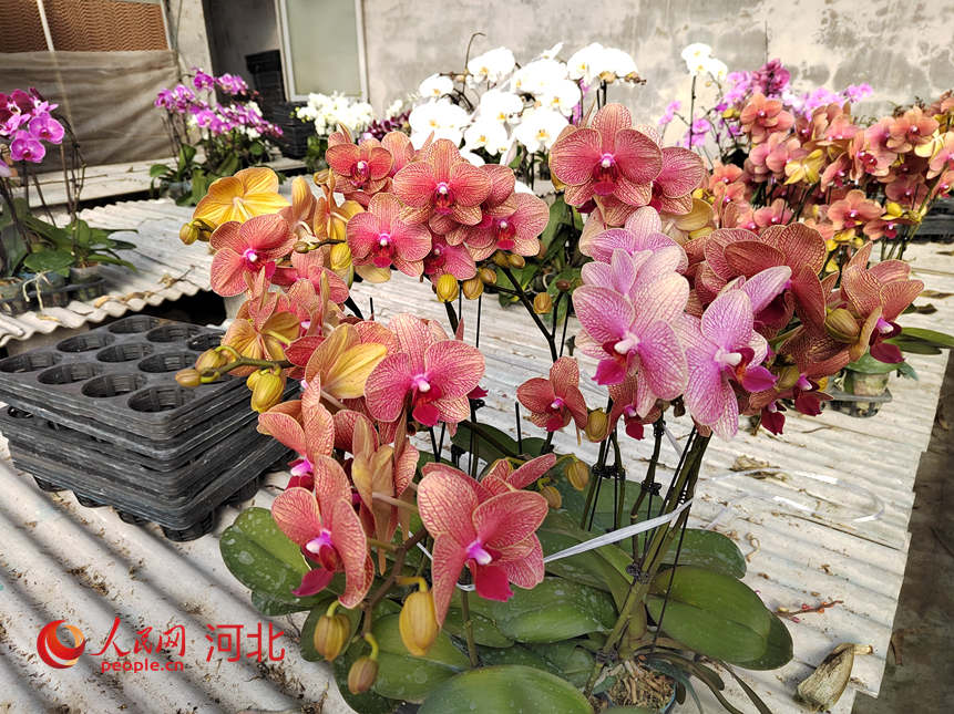 ���ش����ڵĺ������������ޡ����������� ף������